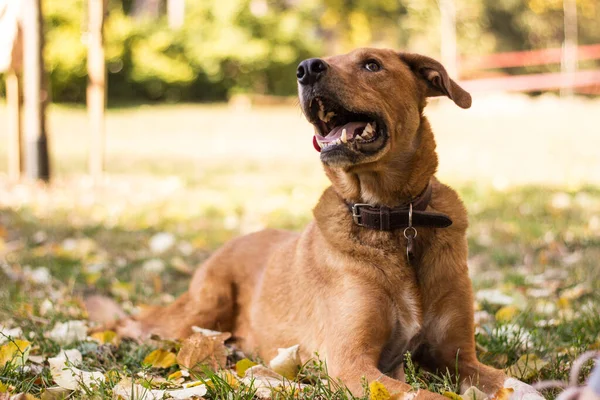 Cute Zabawny Pies Jesienią Kolorowe Liście — Zdjęcie stockowe