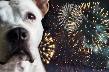 Köpek havai fişeklerden korkuyor. Lütfen havai fişek atmayın.