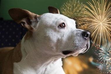 Köpek havai fişeklerden korkuyor. Lütfen havai fişek atmayın.