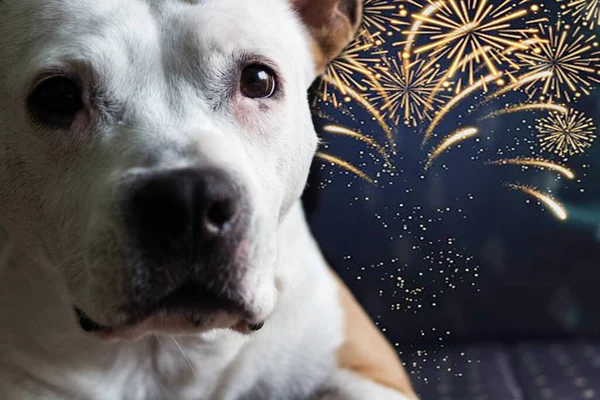 Dog afraid of fireworks. Please don't throw firecrackers I'm afraid