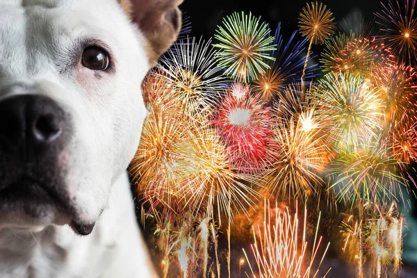 Dog afraid of fireworks. Please don\'t throw firecrackers I\'m afraid