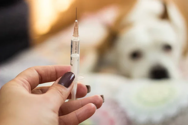 Young woman giving a sick dog a vaccine . Young woman hand holding a syringe