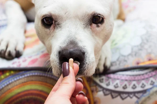 Owner giving medicine pill to his sick dog. Vitamins for happiness pets