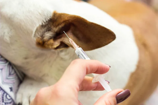 Young woman giving a dog vaccine in ear