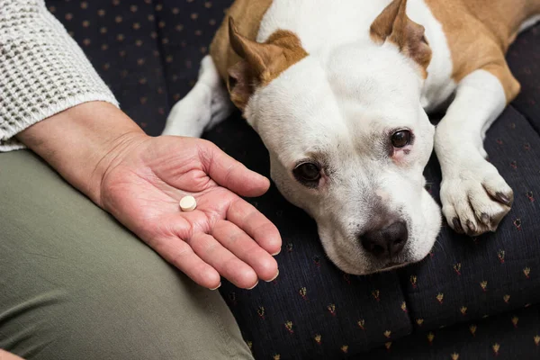 Senior woman giving medicine pill to his sick dog