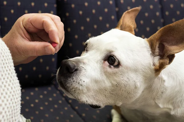 Senior woman giving medicine pill to his sick dog