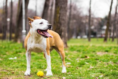 Playful pet dog playing with ball  in the park 