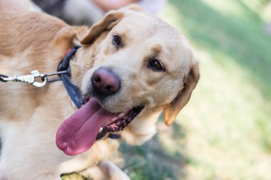 Labrador dog on a leash, sunny spring day