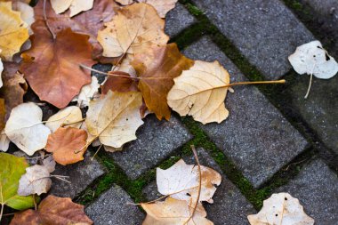Autumn comes on glowing blurry background. Colorful autumn leaves