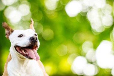 Çimlerin üzerinde uzanan evcil köpek, bokeh yeşil doğa arka planı