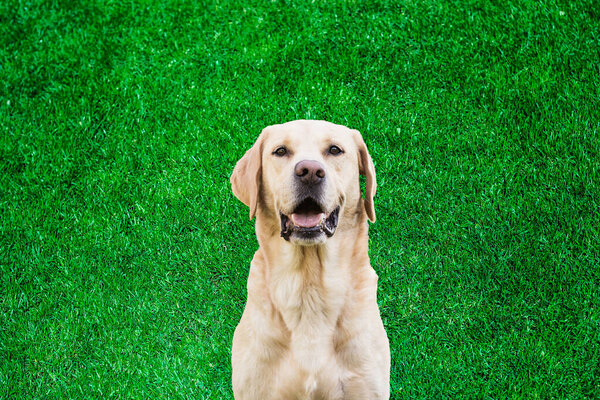 Portrait of Labrador retriever dog on grass background. Looking at camera