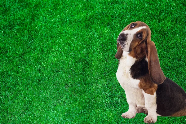 草色背景上奇特的巴塞猎狗肖像 — 图库照片