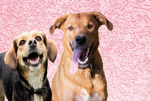 ピンクの壁に2匹の混合繁殖犬の肖像画 魅力的な肖像画で2匹の混合種の犬のユニークな個性と遊び心のある相互作用を探る — ストック写真