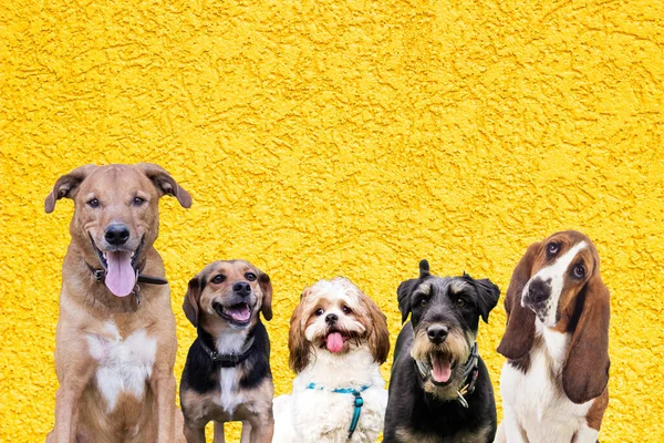 黄色の背景に異なるサイズと品種の犬の行 — ストック写真