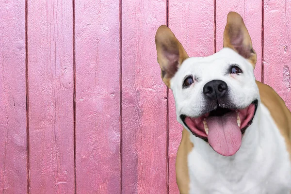 一只快乐的狗在你的文字空间里享受生活 — 图库照片