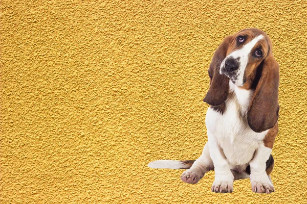 巴萨特犬在黄色的帆布上释放好奇的精神 — 图库照片