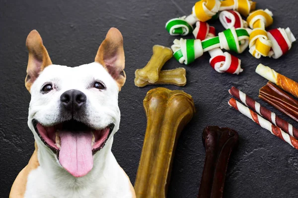 おいしいお菓子の隣で笑顔フレンドリーな犬 — ストック写真