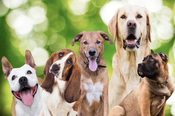 Large group of dogs looking at the camera on  green nature background. Friendship animals theme