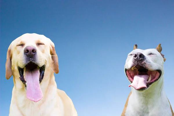 两只犬狗伙伴笑着对着摄像机 — 图库照片