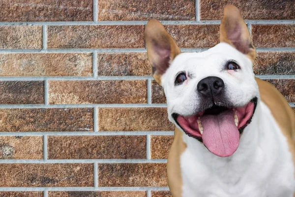 Mutlu bir köpek, mesajın için yer açarak hayatın tadını çıkarıyor. Kahverengi tuğla duvar