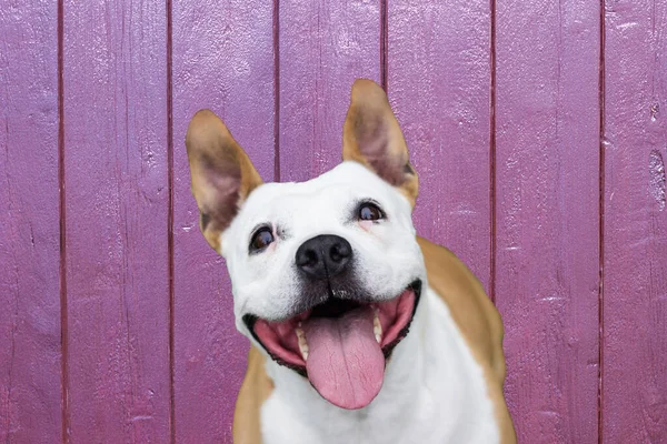 あなたのテキストのためのスペースとの生活を楽しんで幸せな犬 紫檀の背景 — ストック写真