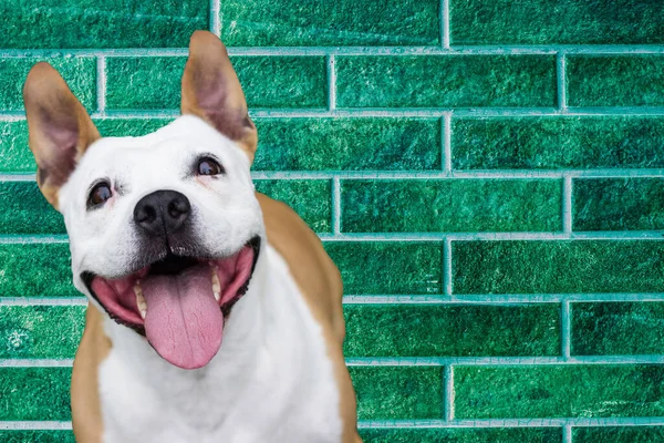 あなたのテキストのためのスペースとの生活を楽しんで幸せな犬 緑のレンガの壁 — ストック写真