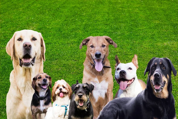 緑の芝生の背景にカメラを見て犬の大規模なグループ ストック写真