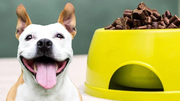 おいしい御馳走と笑顔の肖像犬 テーブルの上に犬の食べ物でいっぱいのボウル ロイヤリティフリーのストック写真