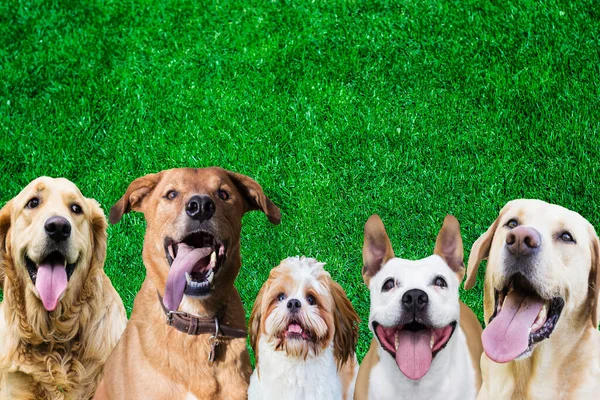 草の背景に異なるサイズと品種の犬の行 ロイヤリティフリーのストック写真