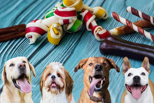 Vier Fröhliche Hunde Blicken Vorfreude Auf Ihre Nächste Mahlzeit Auf Stockbild