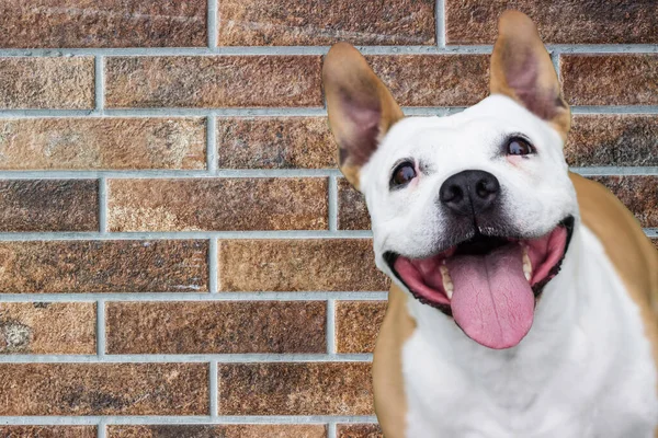 あなたのテキストのためのスペースとの生活を楽しんで幸せな犬 茶色のレンガの壁 ストック画像