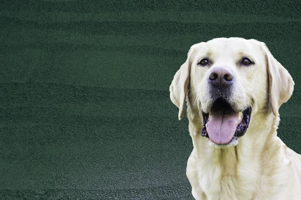 Labrador Retriever Hund Strahlt Vor Glück Vor Leuchtend Grüner Kulisse lizenzfreie Stockfotos