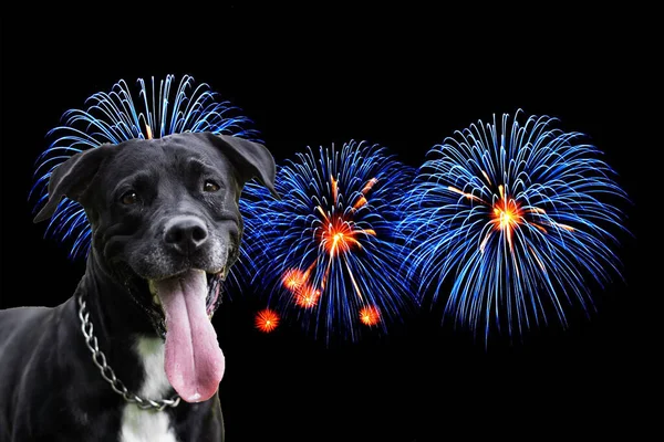 笑顔犬の肖像画と花火の背景 — ストック写真