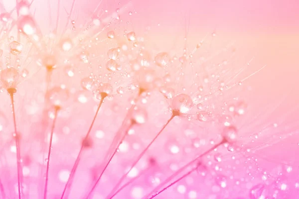 水を垂らしたピンク色のタンポポの写真 ストック写真