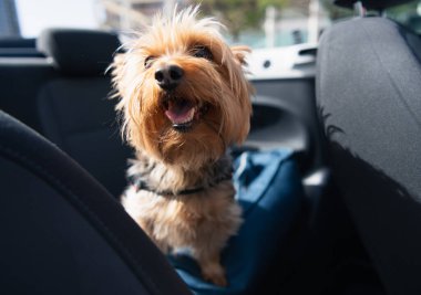 Küçük mutlu köpek arabanın arka koltuğunda gülümsüyor.