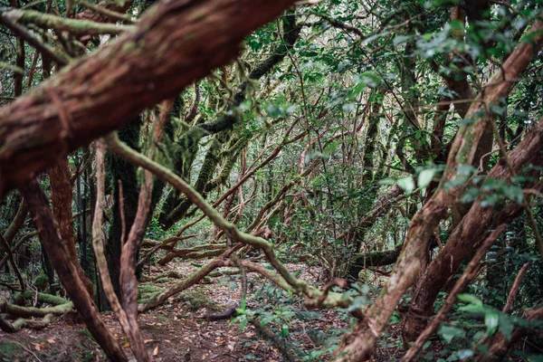 Landscape Green Laurel Forest Interior Island Tenerife — Stock Photo, Image