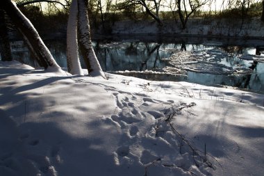 Nehirdeki kış ormanı. Karla kaplı ağaçlarla kaplı manzara, ve suda yansıması olan donmuş nehir, kısmen buzla kaplı..