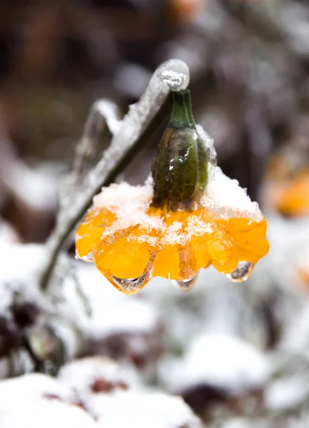 Paysage Hivernal Fleurs Colorées Congelées Recouvertes Neige — Photo