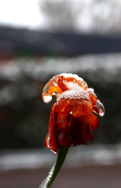 Kış Manzarası Karla Kaplı Donmuş Renkli Bir Çiçek — Stok fotoğraf