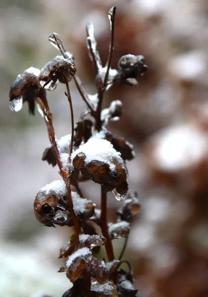 Plantes Congelées Dans Paysage Hivernal Flou — Photo