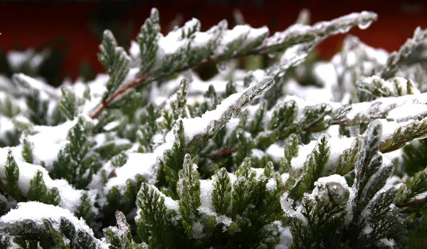 Plantes Congelées Dans Paysage Hivernal Flou — Photo