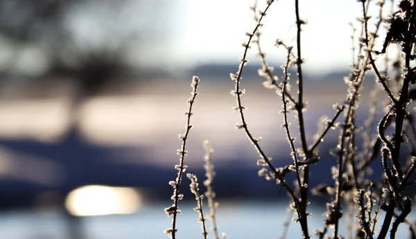 Paysage Rive Hiver Avec Des Plantes Congelées Sur Fond Flou — Photo