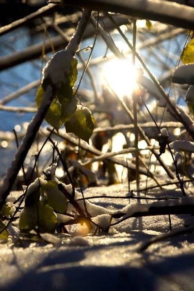 Landschap Van Winter Kust Met Bevroren Planten Wazige Kleurrijke Achtergrond — Stockfoto