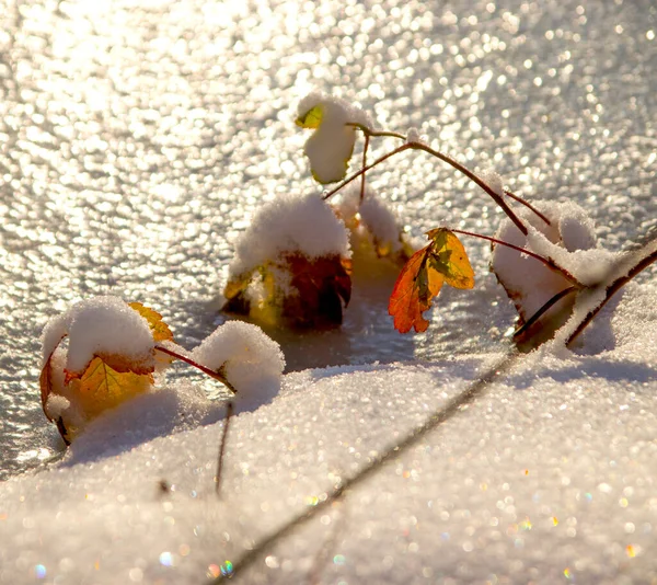 湖岸上五彩斑斓的树叶 覆盖着白雪 夕阳西下的柔和光芒 — 图库照片