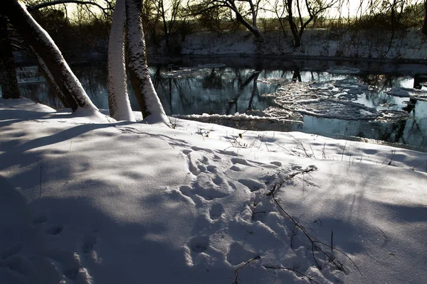 Зимний Лес Реке Пейзаж Деревьями Покрытыми Снегом Замерзшая Река Отражением — стоковое фото
