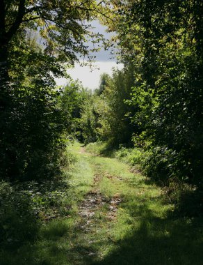 Yaban hayatının yemyeşil bir yolu var.