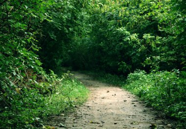 Yaban hayatının yemyeşil bir yolu var.