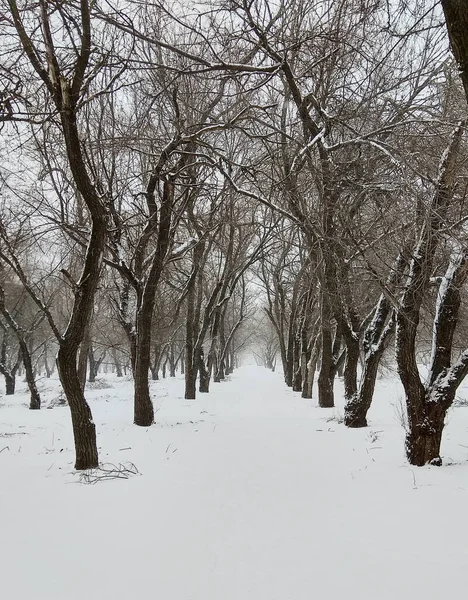 Зимовий Пейзаж Паркова Алея Дерева Вкриті Снігом — стокове фото