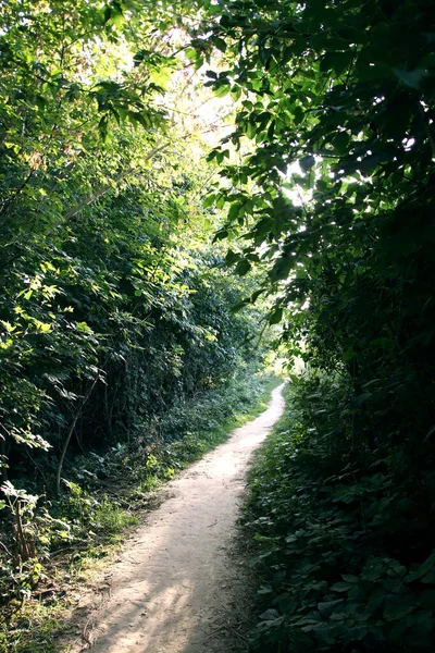Wildlife Landscape Path Lush Foliage — Stock Photo, Image
