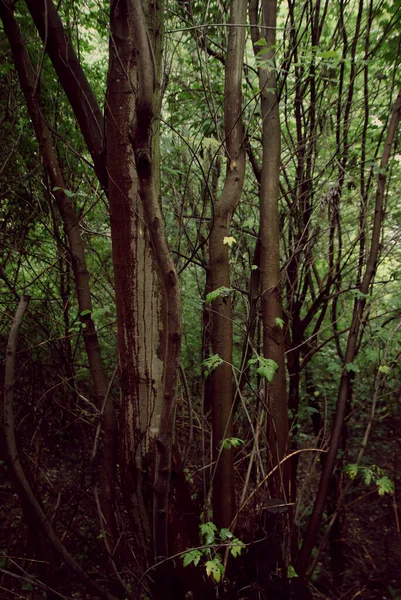 Дерев Яні Стовбури Дикого Лісу — стокове фото